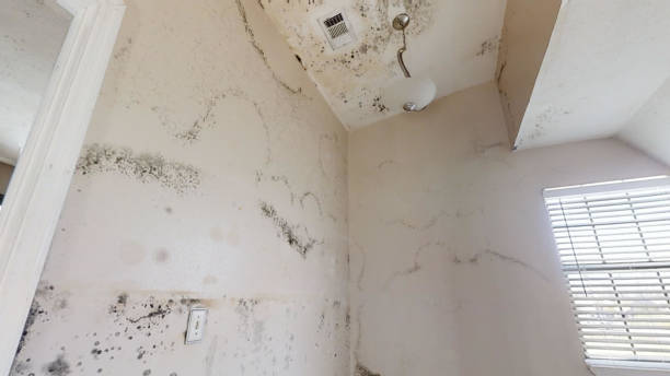 Best Residential Mold Inspection & Testing  in USA